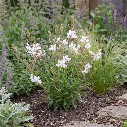 Ballerina White Gaura