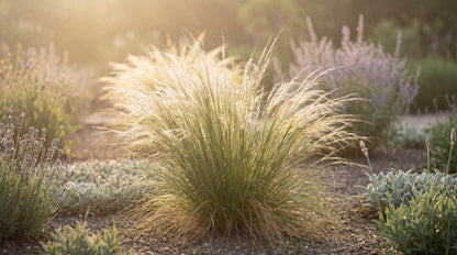 Mexican Feather Grass