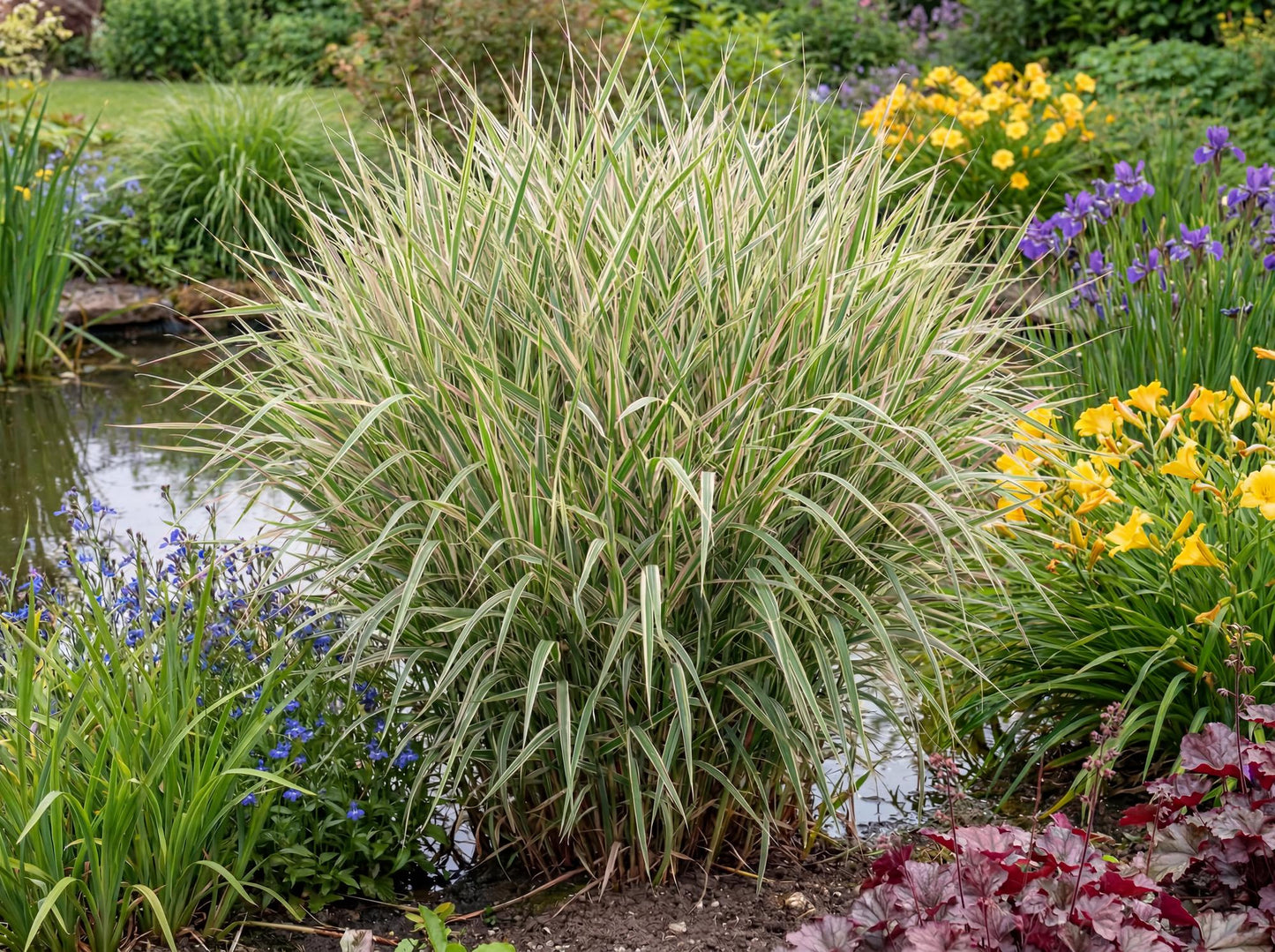 Picta Rose Grass