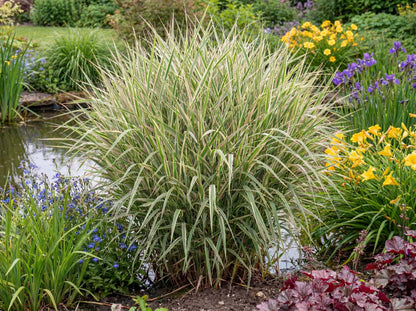 Picta Rose Grass
