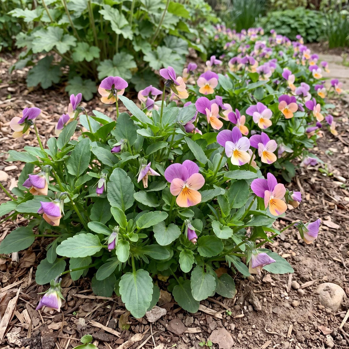 Penny Peach Jump Up Viola