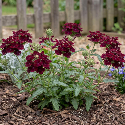 Burgundy Empress Flair Verbena