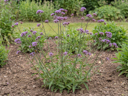 Cloud Verbena