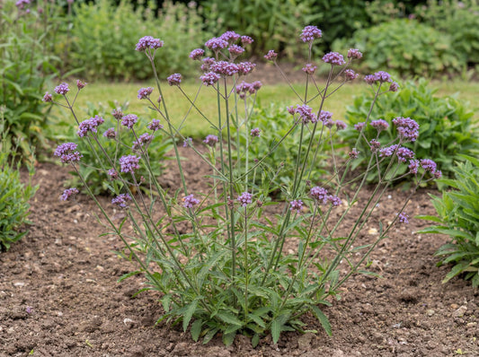 Cloud Verbena