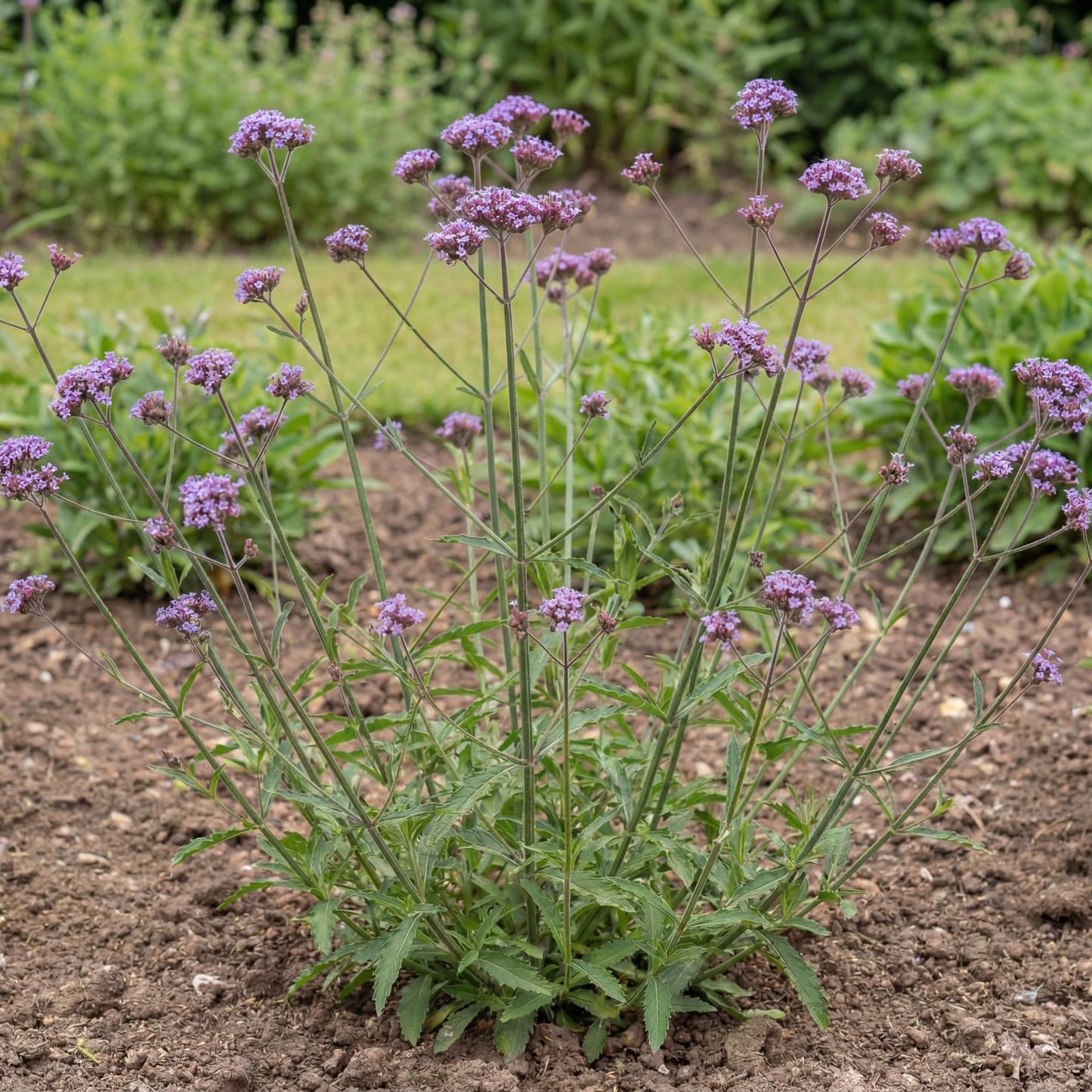 Cloud Verbena