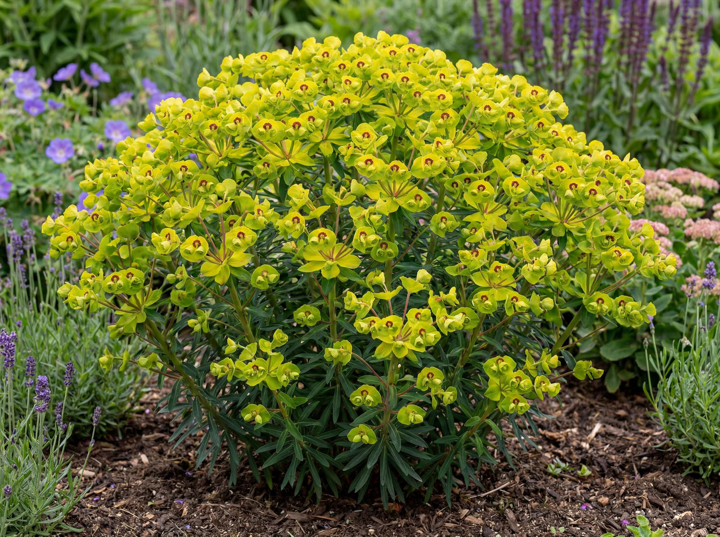 Martin's Spurge Euphorbia Martinii
