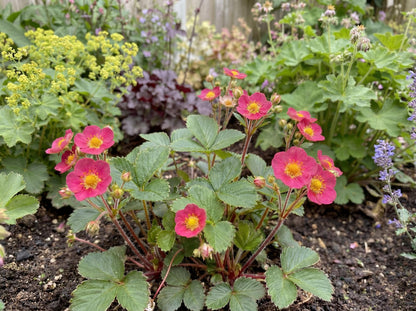 Lipstick Ornamental Strawberry