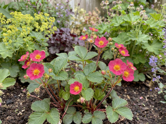 Lipstick Ornamental Strawberry