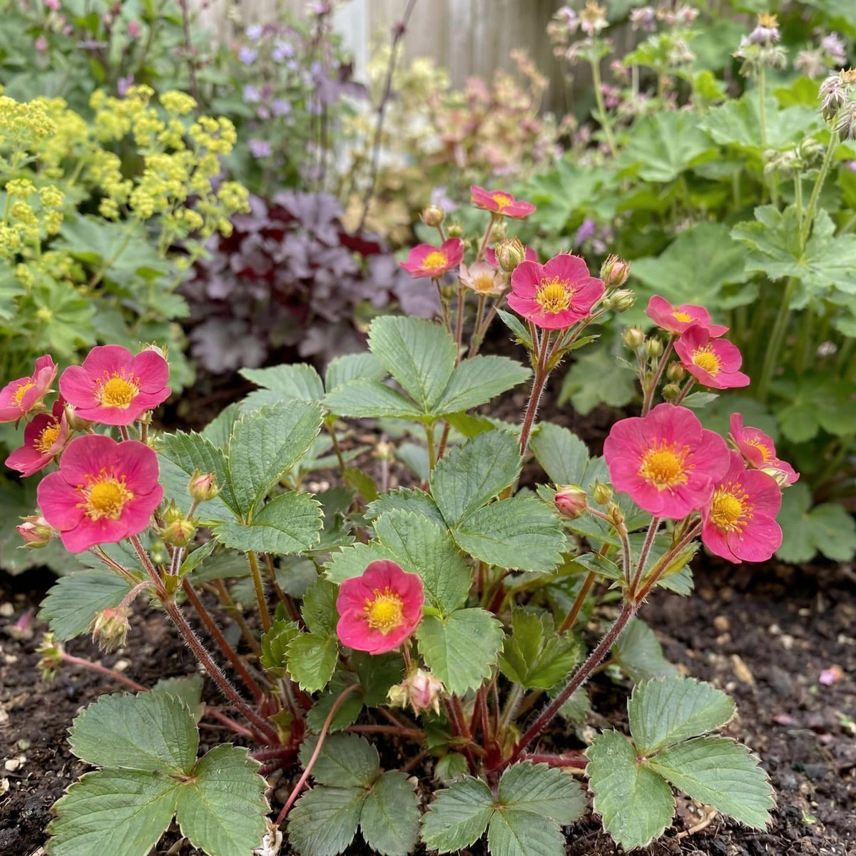 Lipstick Ornamental Strawberry