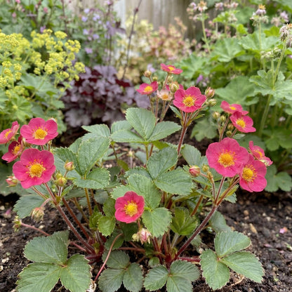 Lipstick Ornamental Strawberry