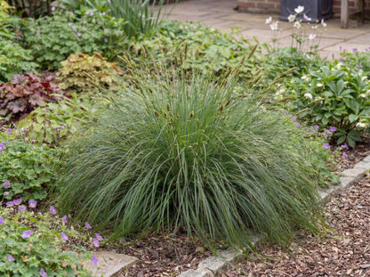 Divulsa Carex