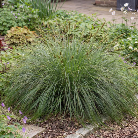 Divulsa Carex