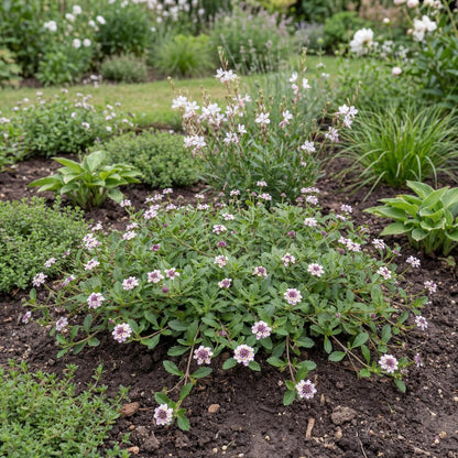 Tesla Lippia foliage is fine and gray-green, forming a tight mat that stays under six inches tall