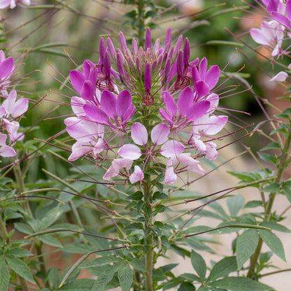 Clio Magenta Spider Flower