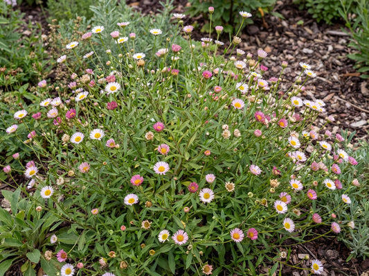 Moerheimii Erigeron
