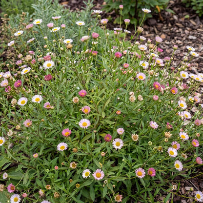 Moerheimii Erigeron