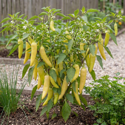 Sweet Banana Pepper