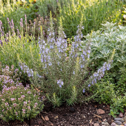 Blue Spires Rosemary