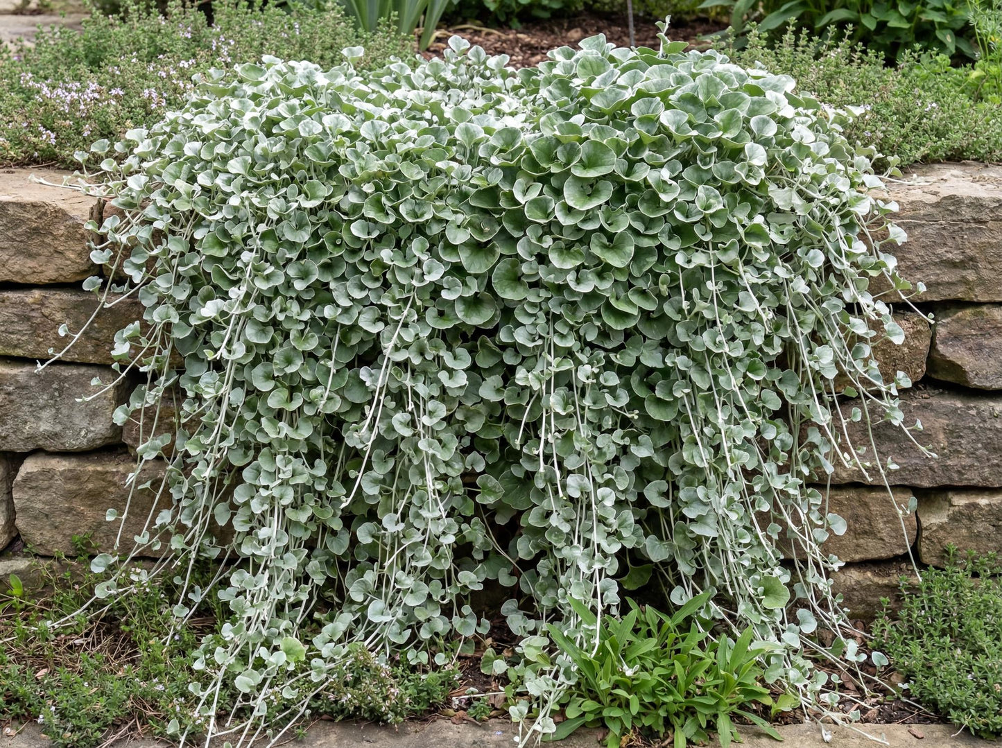 Silver Falls Dichondra