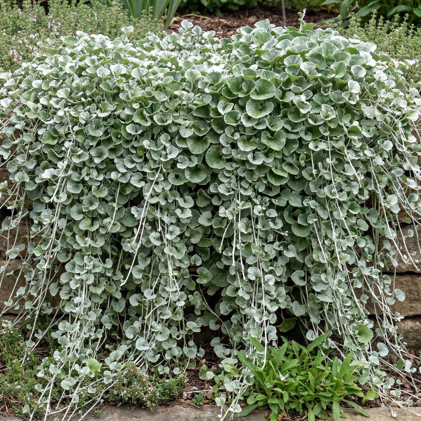 Silver Falls Dichondra