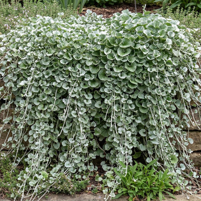 Silver Falls Dichondra
