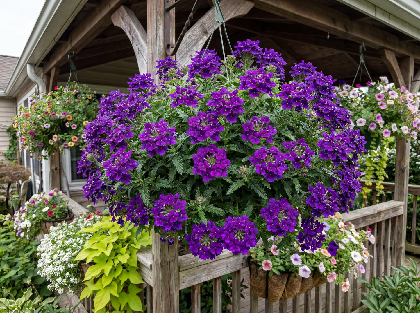 Cobalt Blue Empress Flair Verbena