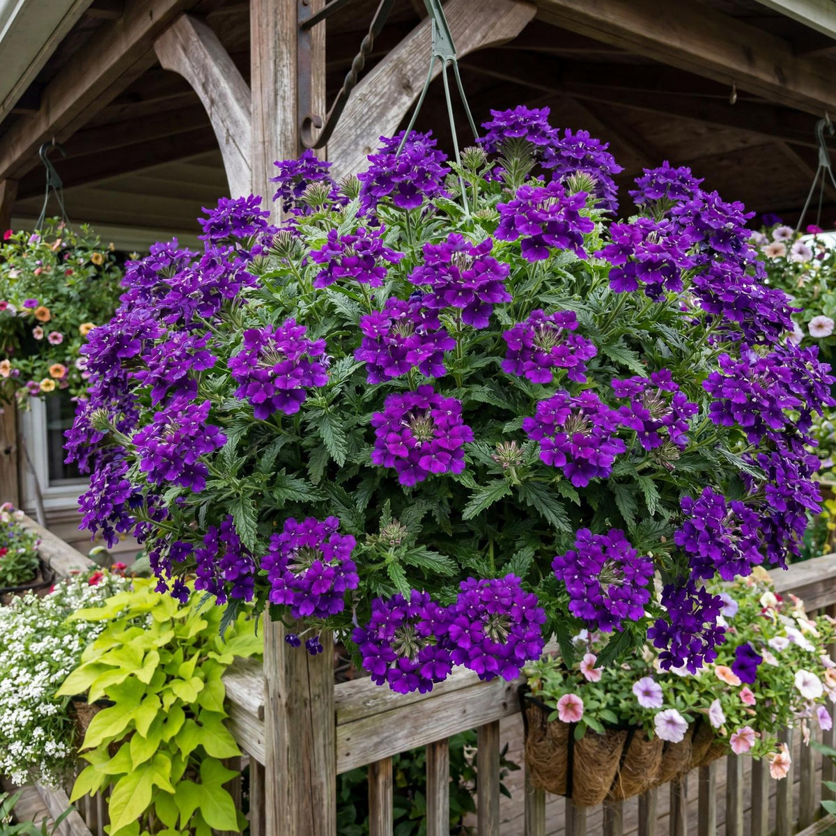 Cobalt Blue Empress Flair Verbena
