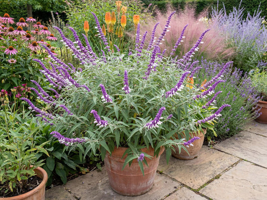 Purple and White Mexican Bush Sage