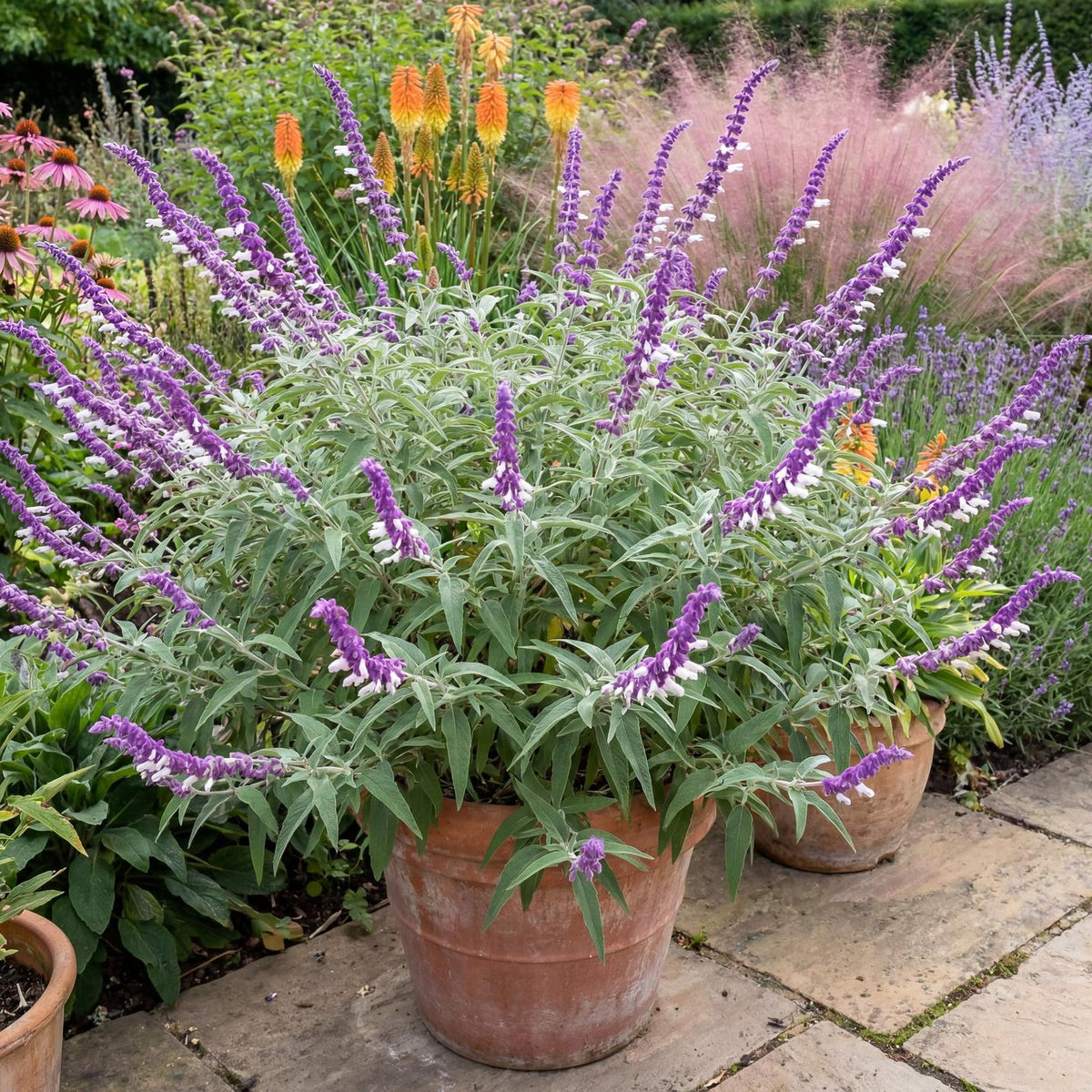 Purple and White Mexican Bush Sage