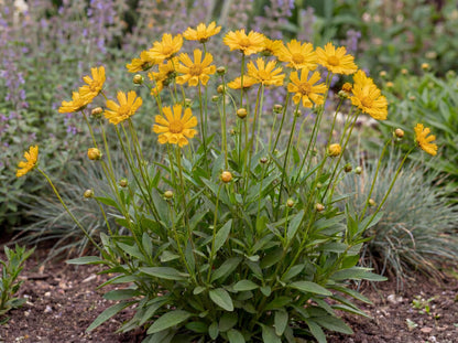 Jethro Tull Tickseed Coreopsis