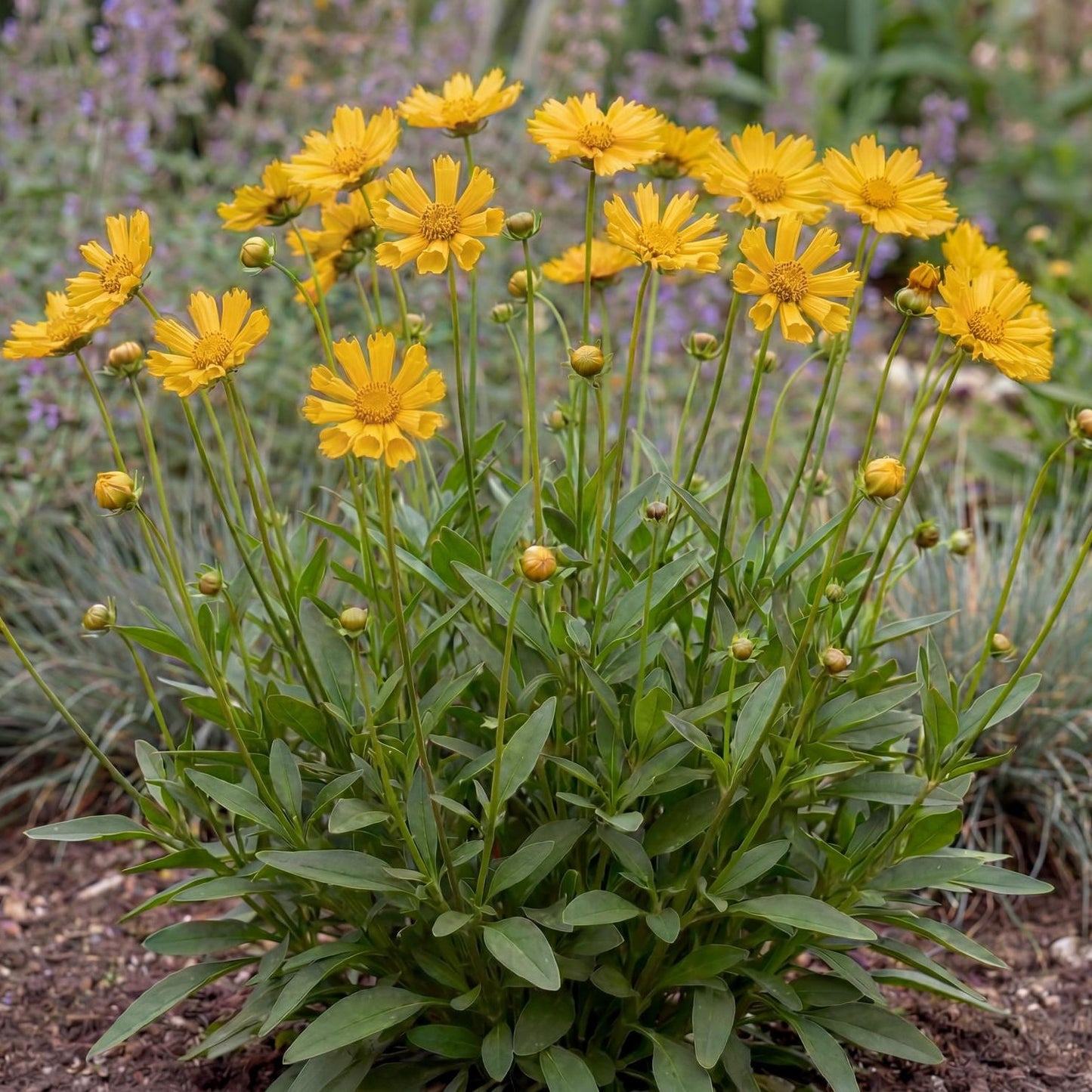 Jethro Tull Tickseed Coreopsis