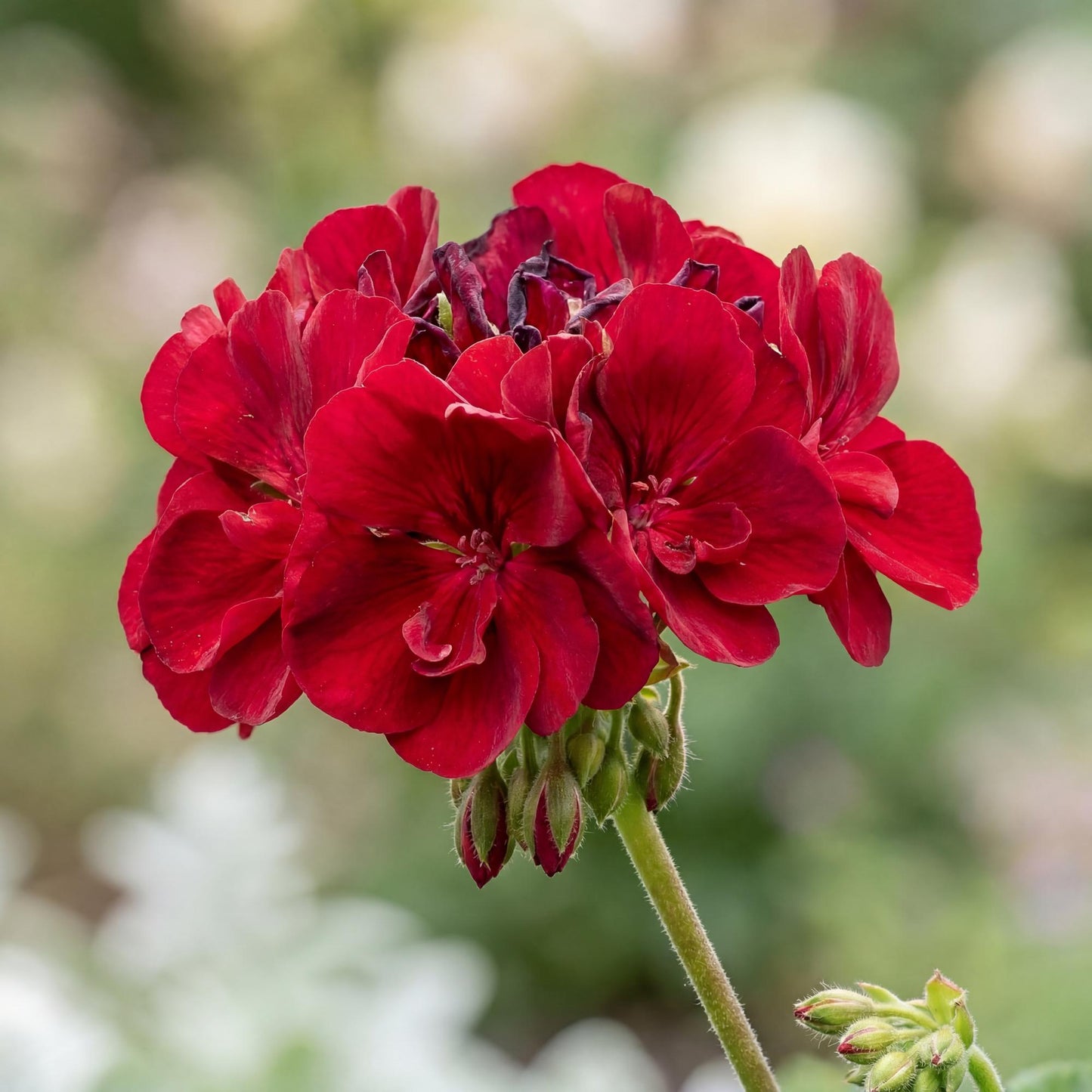 Calliope Large Dark Red Geranium