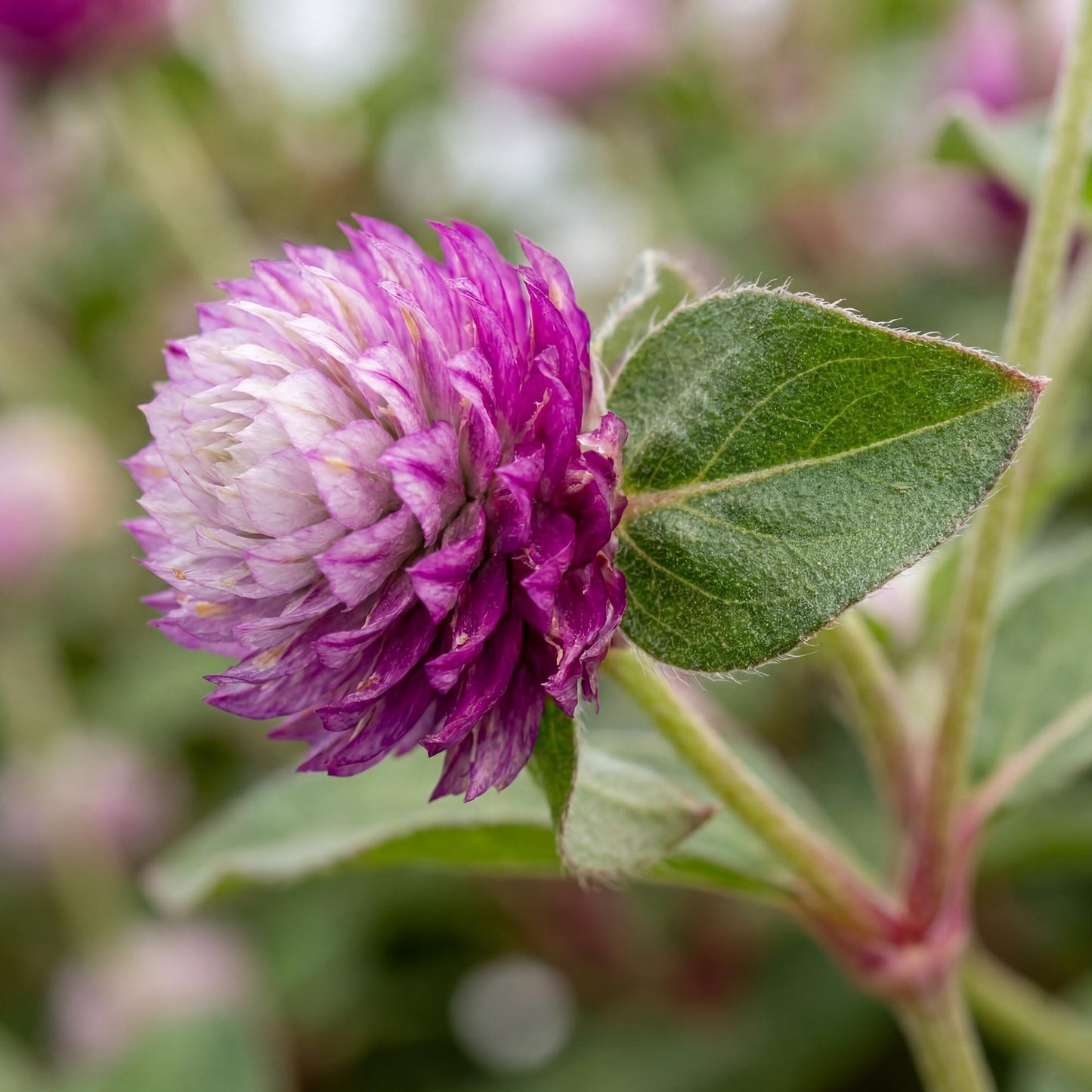 Purple Bachelor's Button