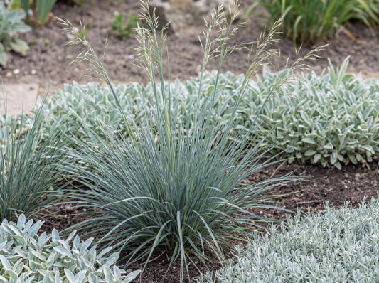 Sapphire Blue Oat Grass