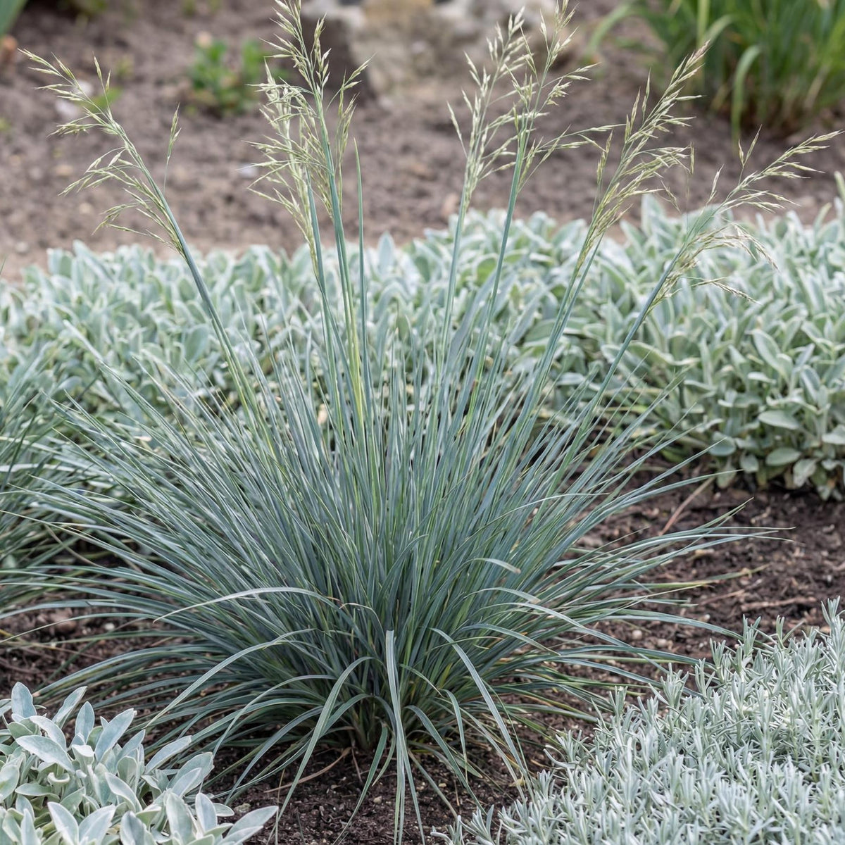 Sapphire Blue Oat Grass