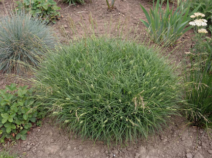 Pansa Carex