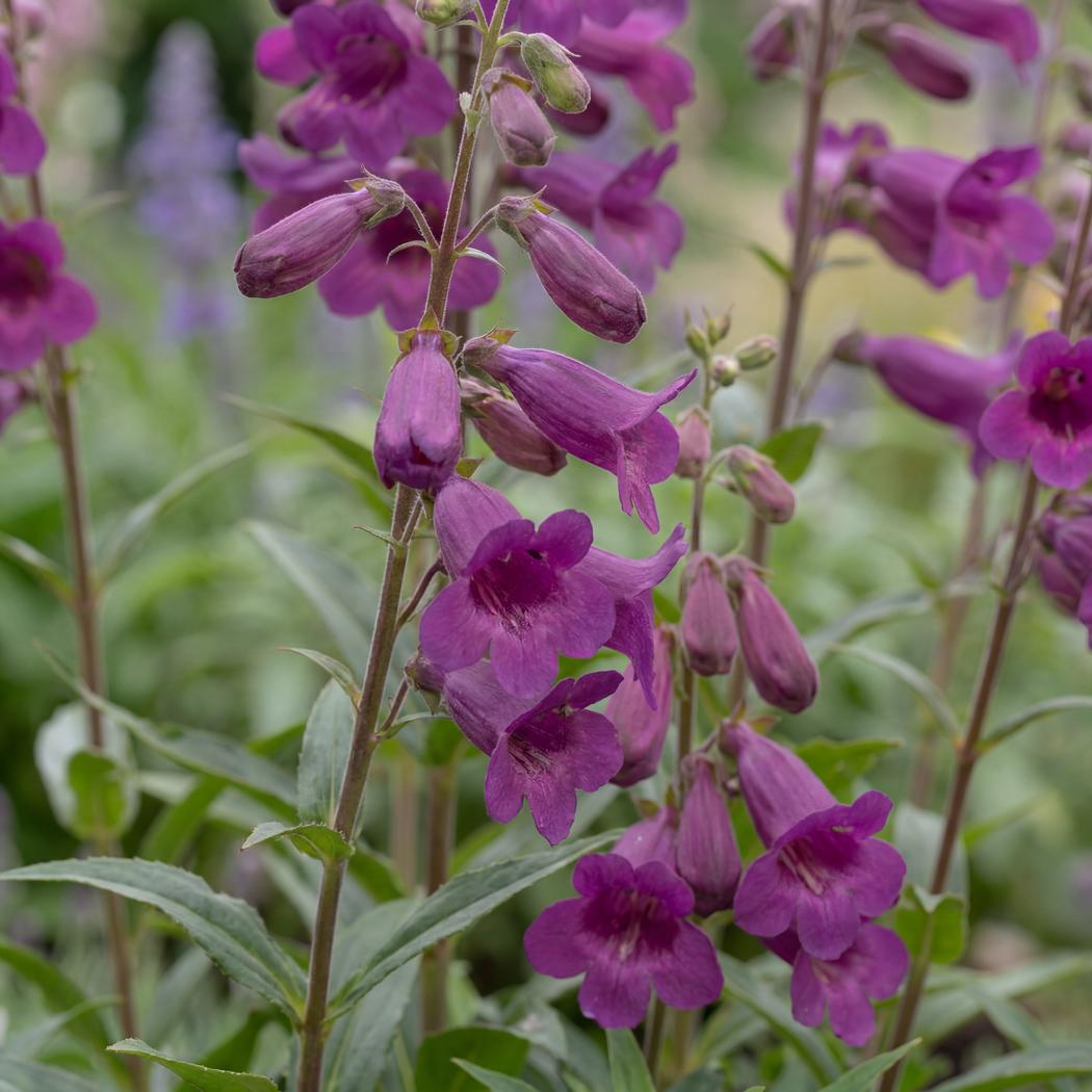 Midnight Penstemon