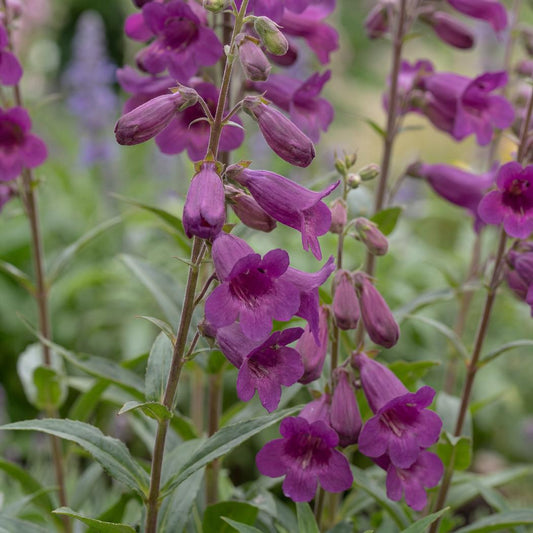 Midnight Penstemon