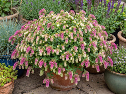 Bellissimo Oregano