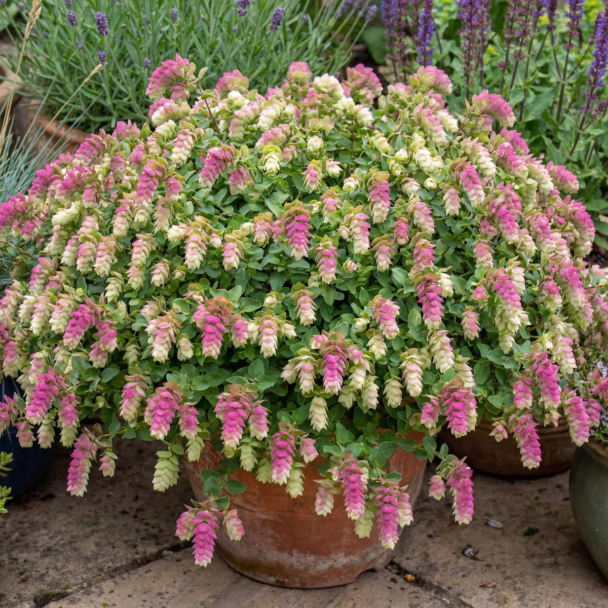 Bellissimo Oregano