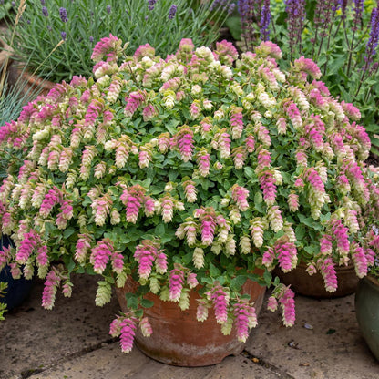 Bellissimo Oregano