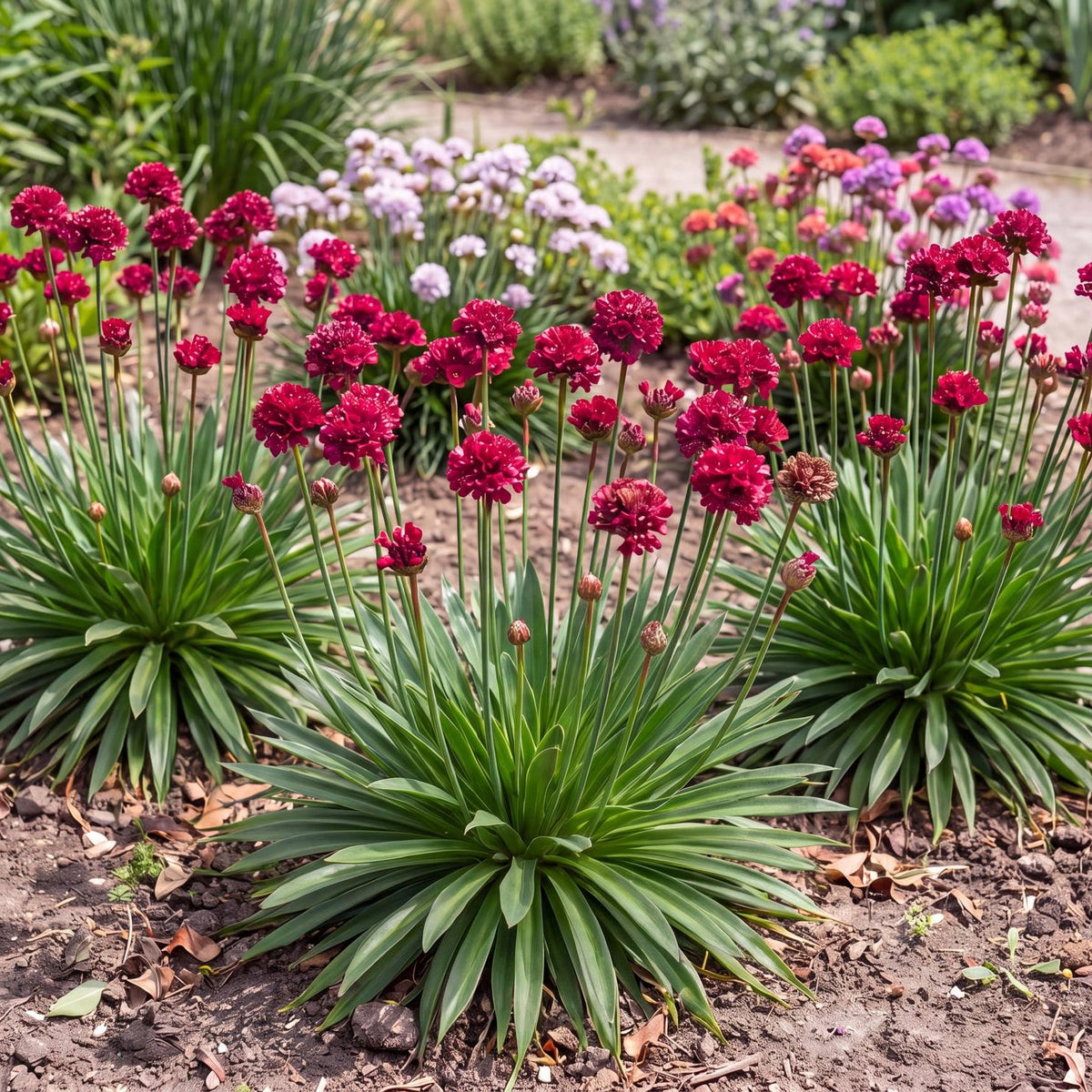 Hypnotic Dreams Sea Thrift in a 4-inch pot, a compact dark green mound that flowers ruby-red and purple