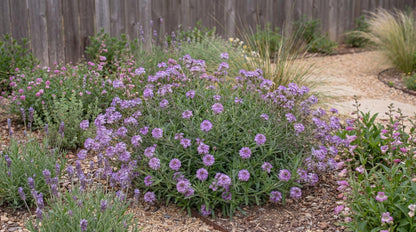 De La Mina Lilac Verbena