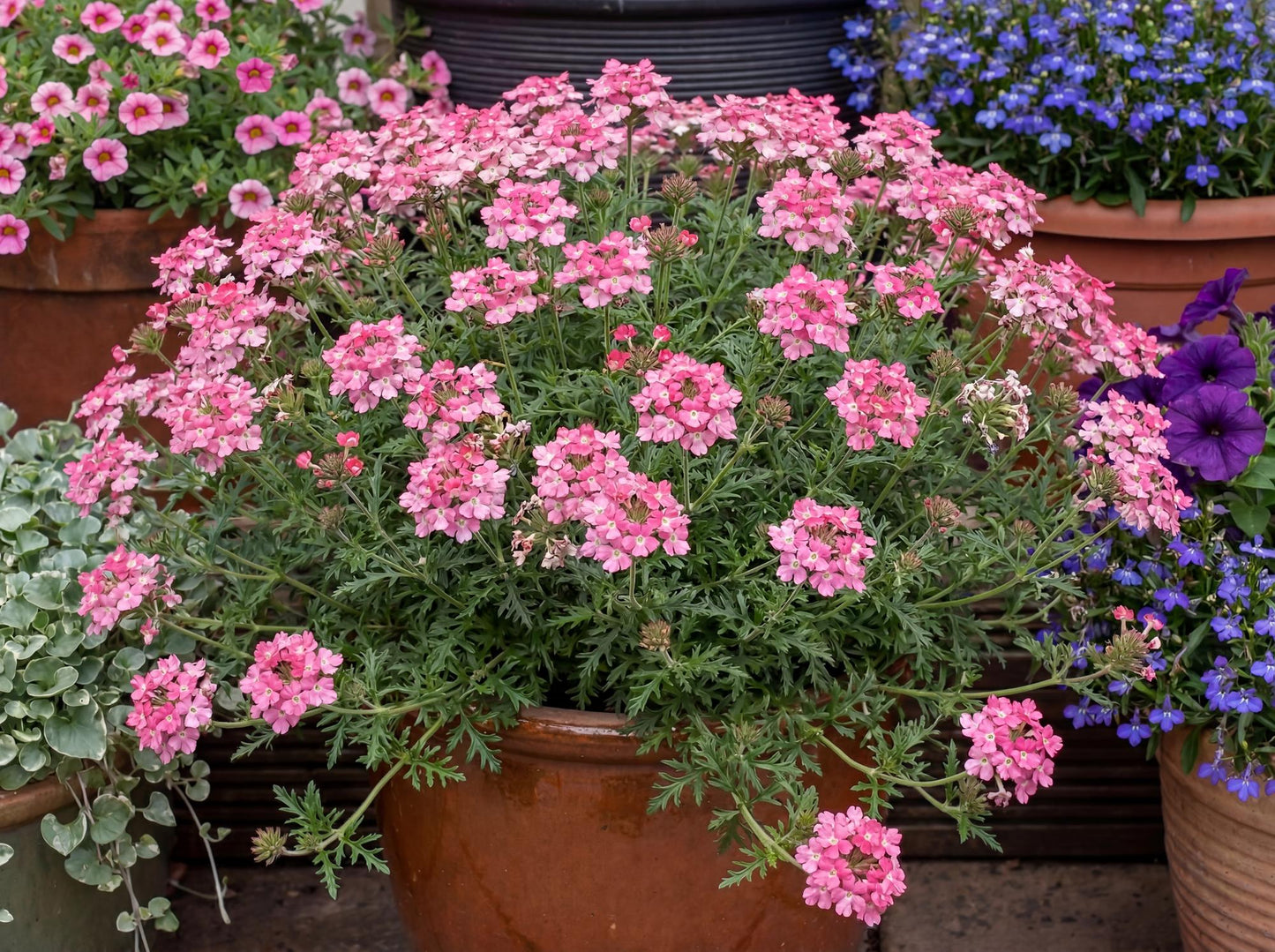 Tapien Pink Verbena