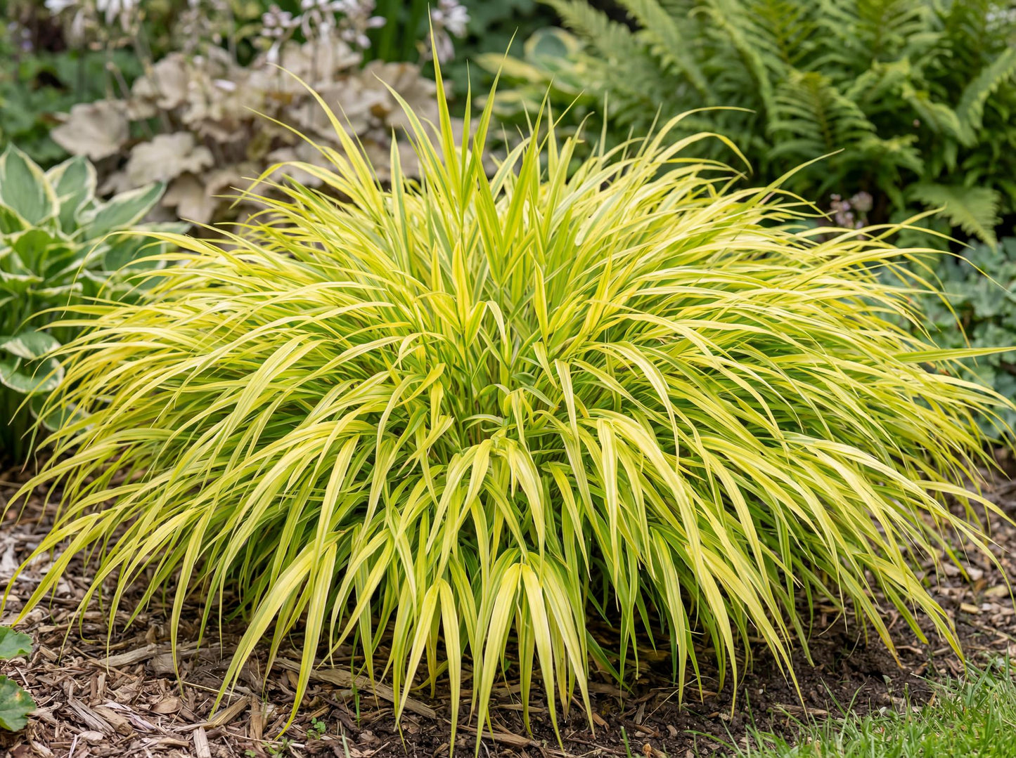 Aureola Japanese Forest Grass