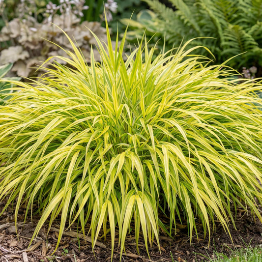 Aureola Japanese Forest Grass in a 4-inch pot, with yellow-green striped blades in soft arching mounds.