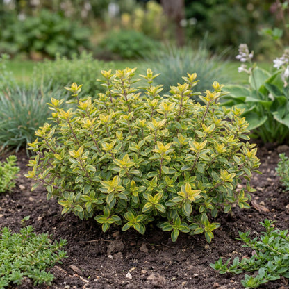 Golden Lemon Thyme