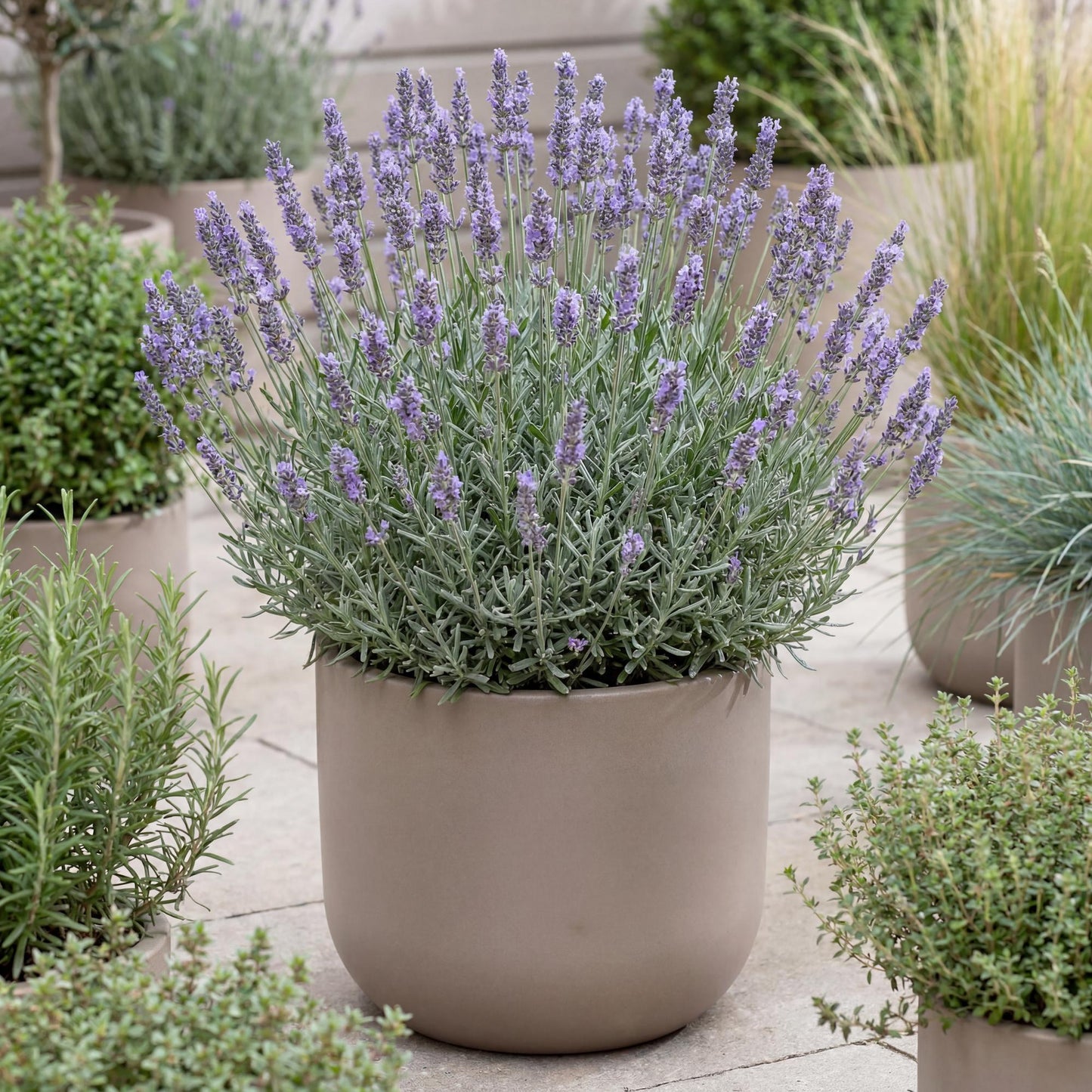 Phenomenal Lavender