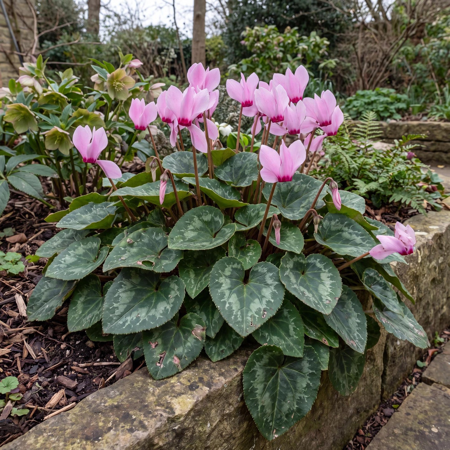White Winfall Cyclamen