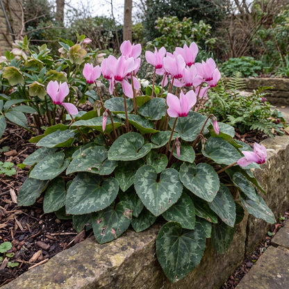 White Winfall Cyclamen